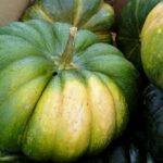 Yellow - Pumpkin 1pc