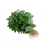 Chakotha / Mountain Spinach (1 Bunch)