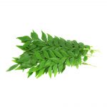 Curry Leaves (1 Bunch)